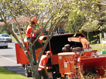 residential tree maintenance services-309